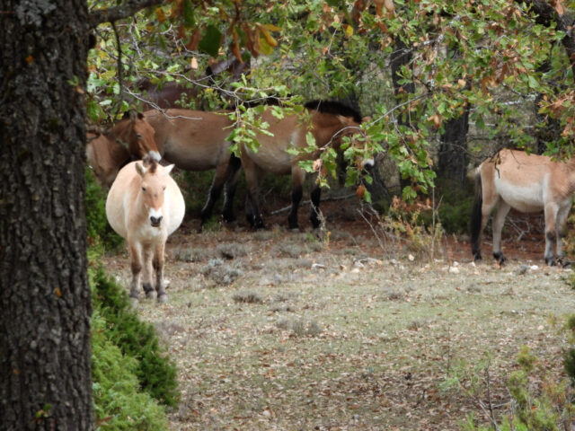 Caballos Przewalski