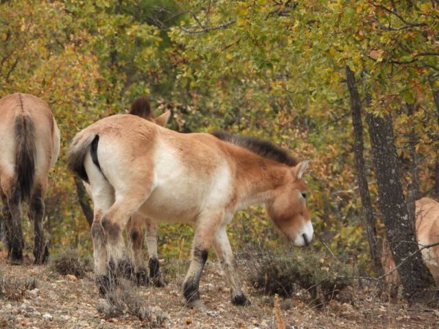 Caballo Przewalski