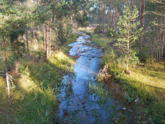 Río Gallo