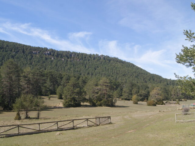 Rodal de reserva forestal de El Vasallo