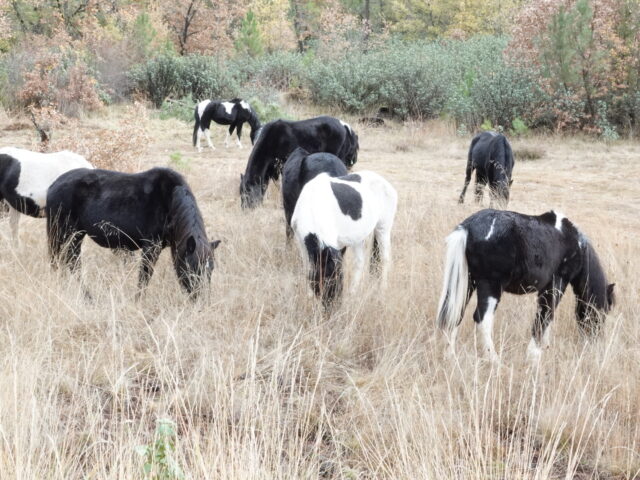 Zona de pastoreo natural de Torremocha del Pinar