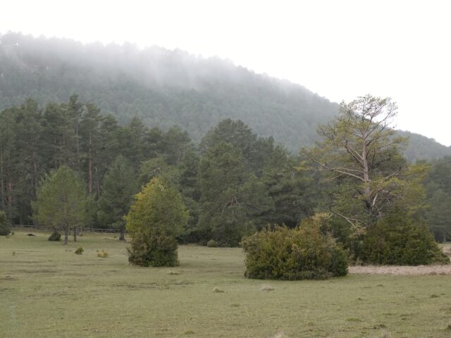 Reserva forestal de El Vasallo