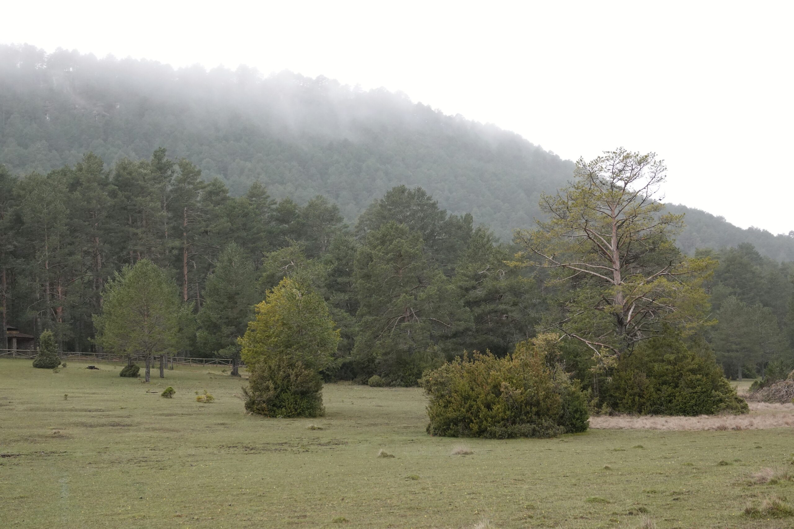 Reserva forestal de El Vasallo
