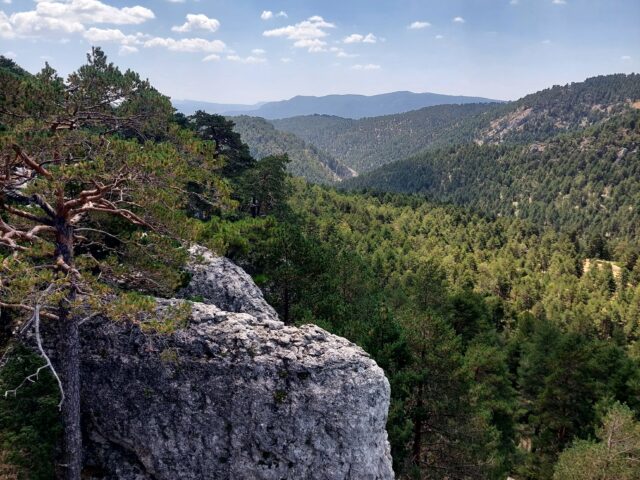 Rodal de reserva forestal de Cañada de las Pegueras