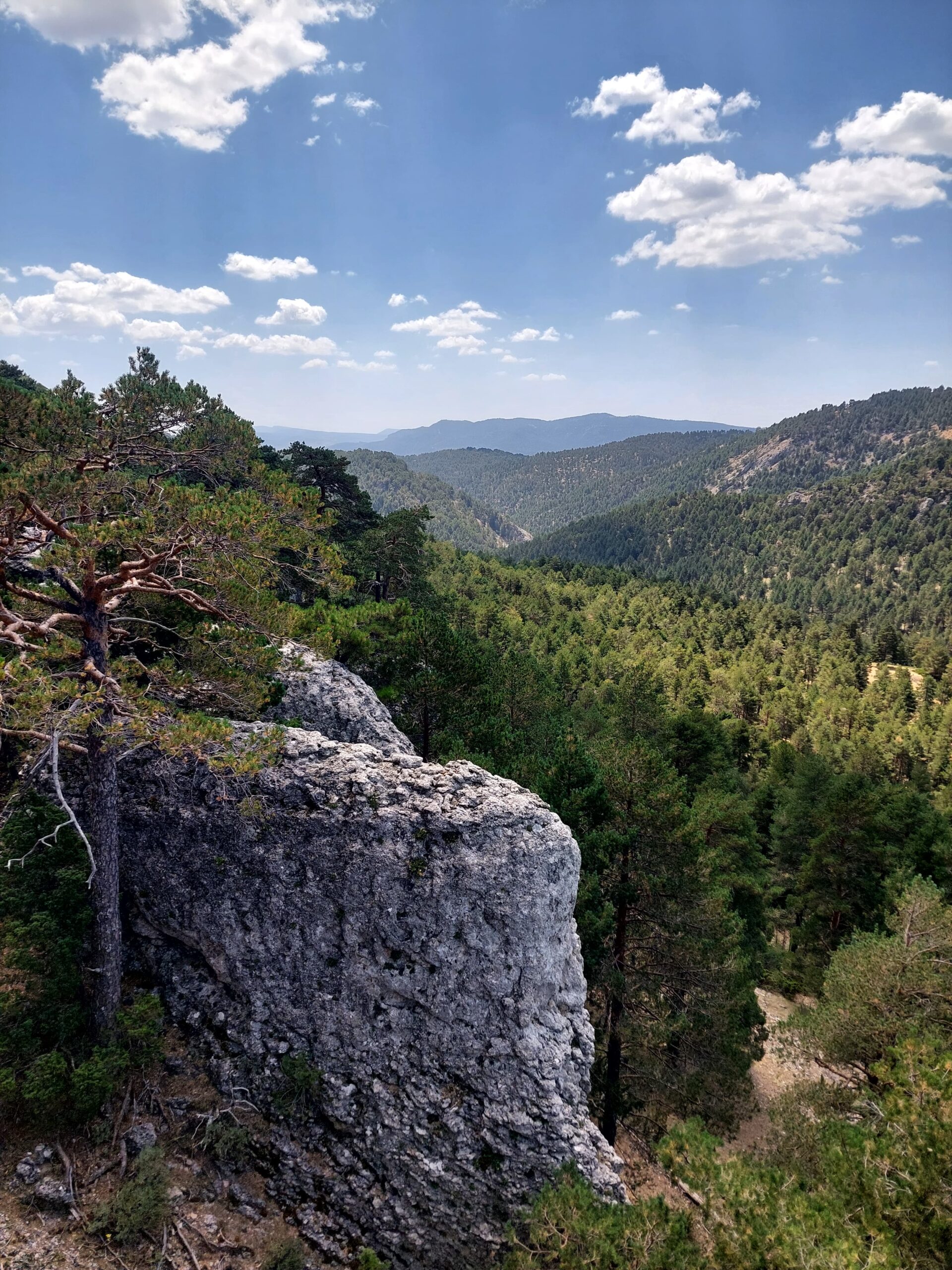 Rodal de reserva forestal de Cañada de las Pegueras