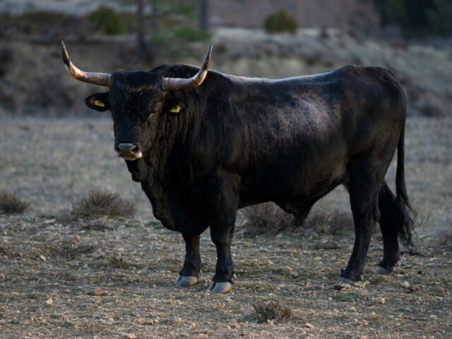 Zona de pastoreo natural de Frias de Albarracín