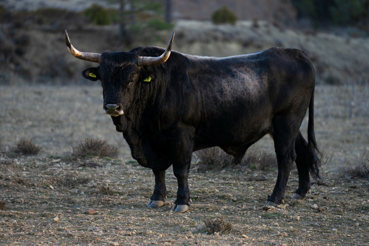Zona de pastoreo natural de Frias de Albarracín